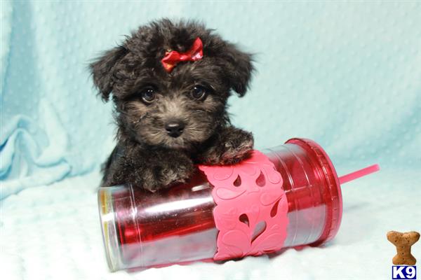 lvpuppyheaven Picture 1